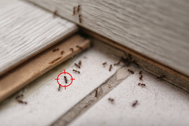 Best Flea Control Services  in Four Corners, MD