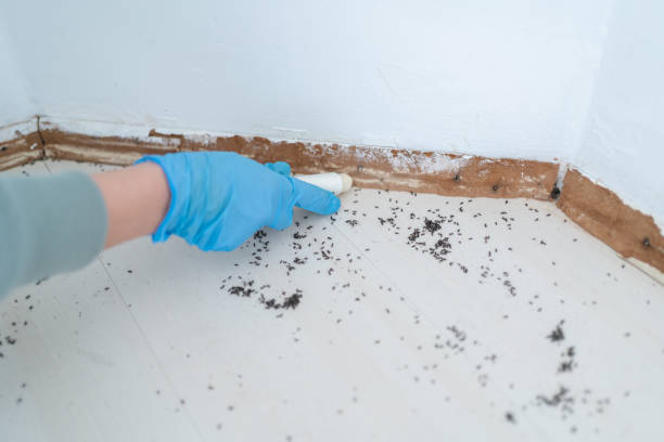 Best Mosquito Control Services  in Four Corners, MD